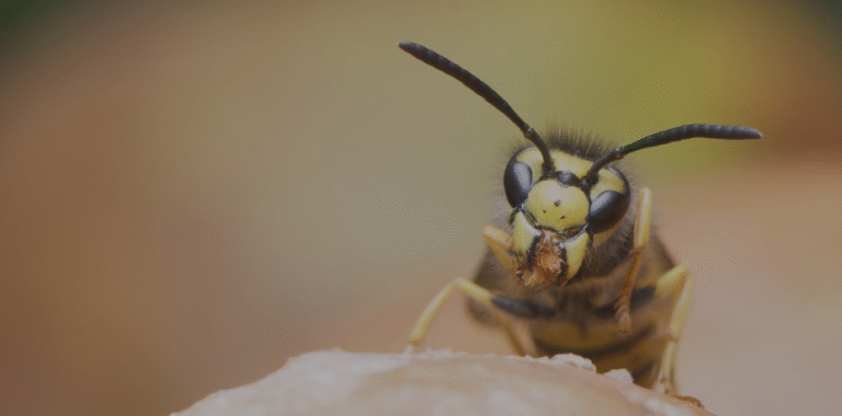 Why You Should Never Ignore a Wasp Nest: Local Wasp Exterminator