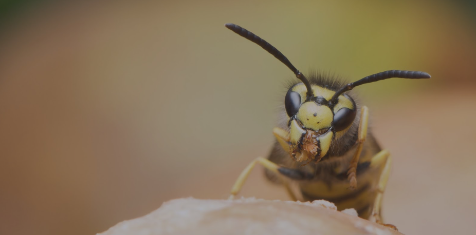 Why You Should Never Ignore a Wasp Nest: Local Wasp Exterminator